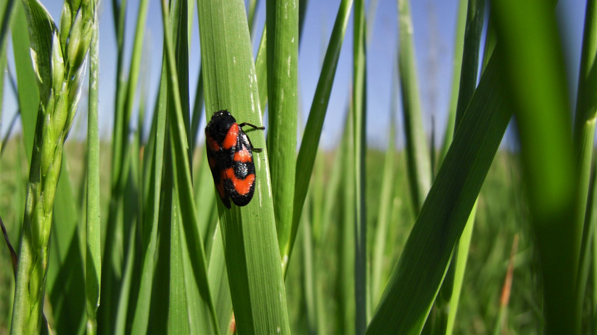 BAM! News - Le meilleur antidote contre les prochaines pandémies, c’est de préserver la biodiversité